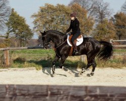 dressage horse Rolex (Westphalian, 2001, from Rilke)