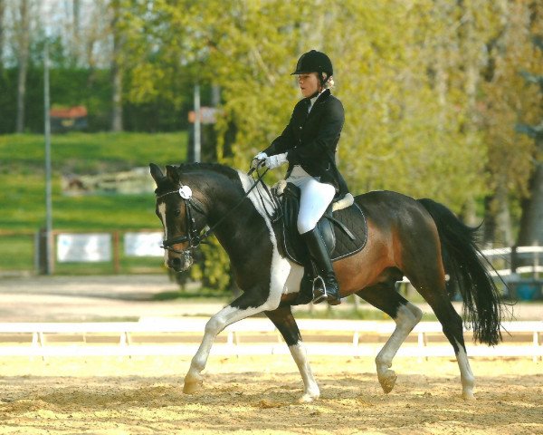 stallion Onko (Lewitzer, 2003, from Ontario II)