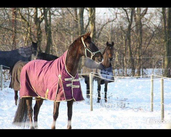 dressage horse Don Sylvestro (Oldenburg, 2004, from Don Romantic)