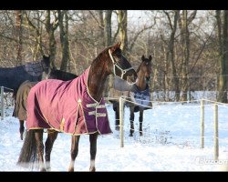 dressage horse Don Sylvestro (Oldenburg, 2004, from Don Romantic)