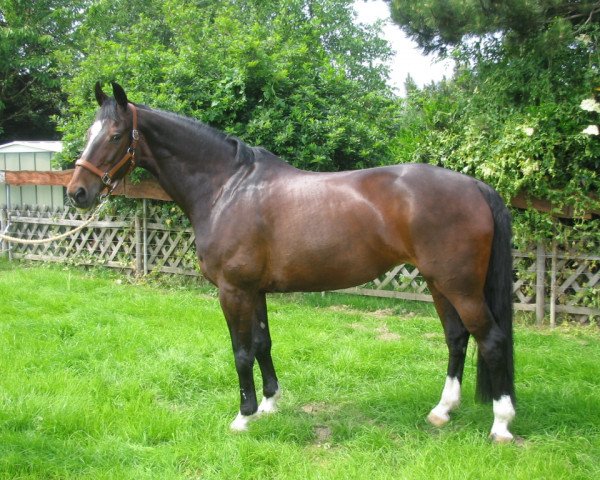 horse Kimberley 30 (KWPN (Royal Dutch Sporthorse), 1992, from Farmer)