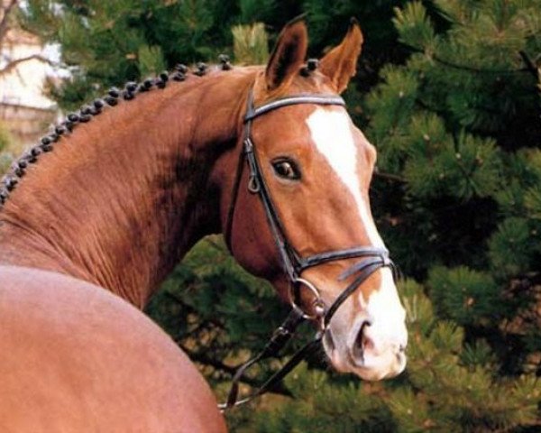 stallion Almiro Z (Hanoverian, 1986, from Almé)