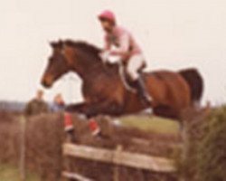 stallion Roland (Trakehner, 1970, from Kastor)