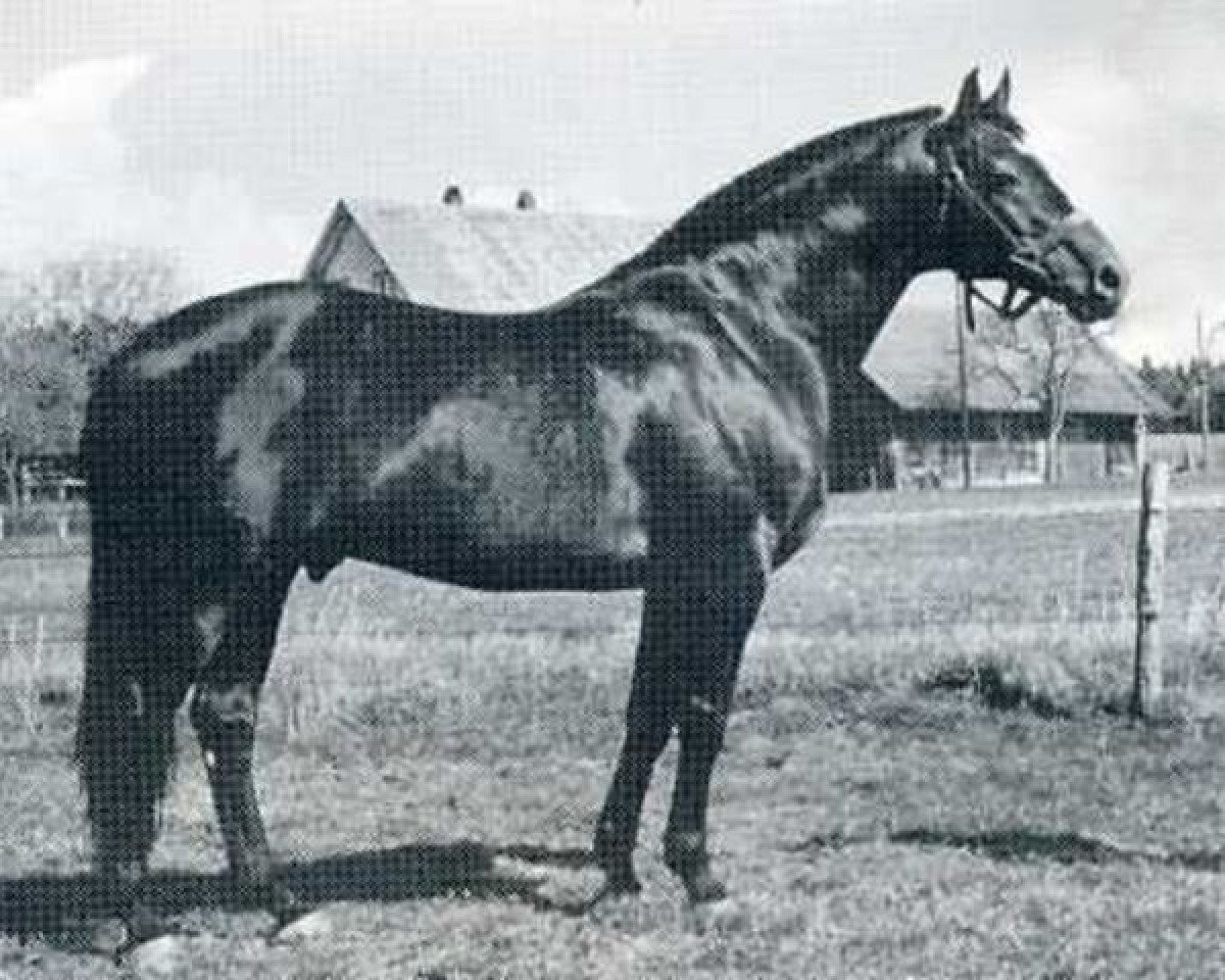 Deckhengst Laertes (Holsteiner, 1966, von Ladykiller xx)