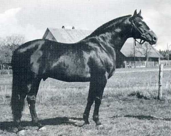 stallion Laertes (Holsteiner, 1966, from Ladykiller xx)