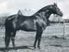 stallion Laertes (Holsteiner, 1966, from Ladykiller xx)