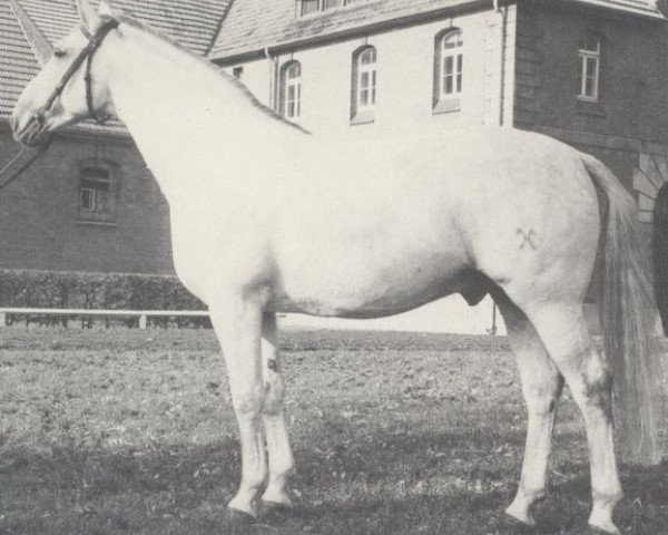 stallion Lakai (Hanoverian, 1967, from Lasso)