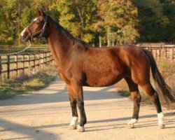 broodmare Schallin (Oldenburg, 1993, from Pablo)