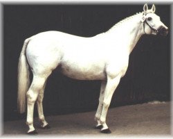 stallion Pluto (Württemberger, 1976, from Pregel)