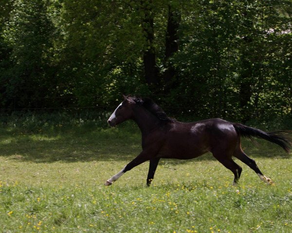 broodmare Funky Sparrow (Württemberger, 2011, from Fleiner)