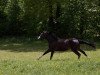 broodmare Funky Sparrow (Württemberger, 2011, from Fleiner)