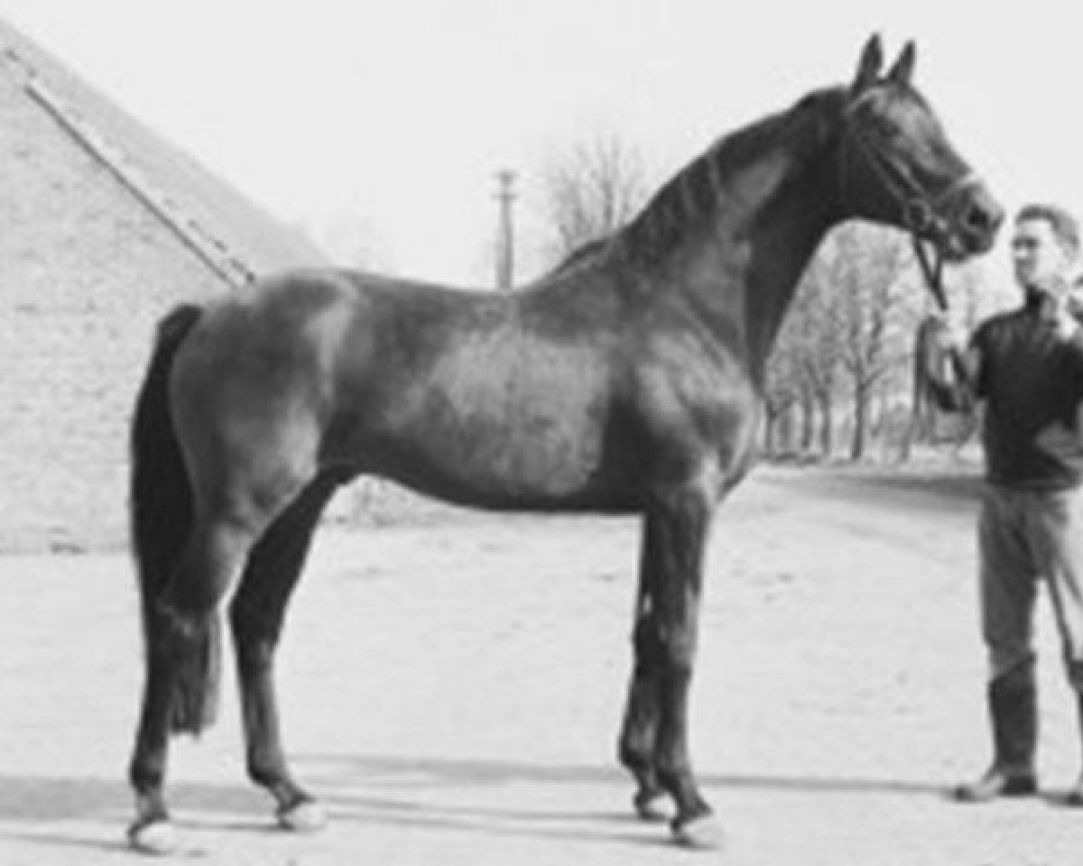 stallion Miracolo xx (Thoroughbred, 1958, from Tantième xx)