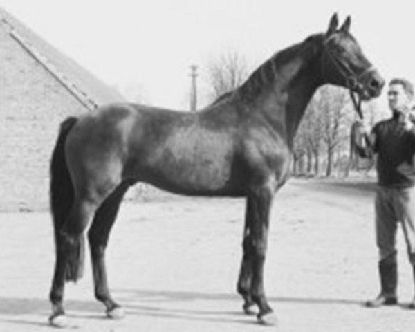 Pferd Miracolo xx (Englisches Vollblut, 1958, von Tantième xx)