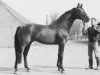 stallion Miracolo xx (Thoroughbred, 1958, from Tantième xx)