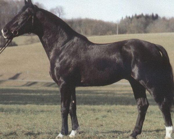 stallion Wallenstein (Hanoverian, 1976, from Wedekind)