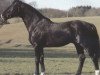 stallion Wallenstein (Hanoverian, 1976, from Wedekind)