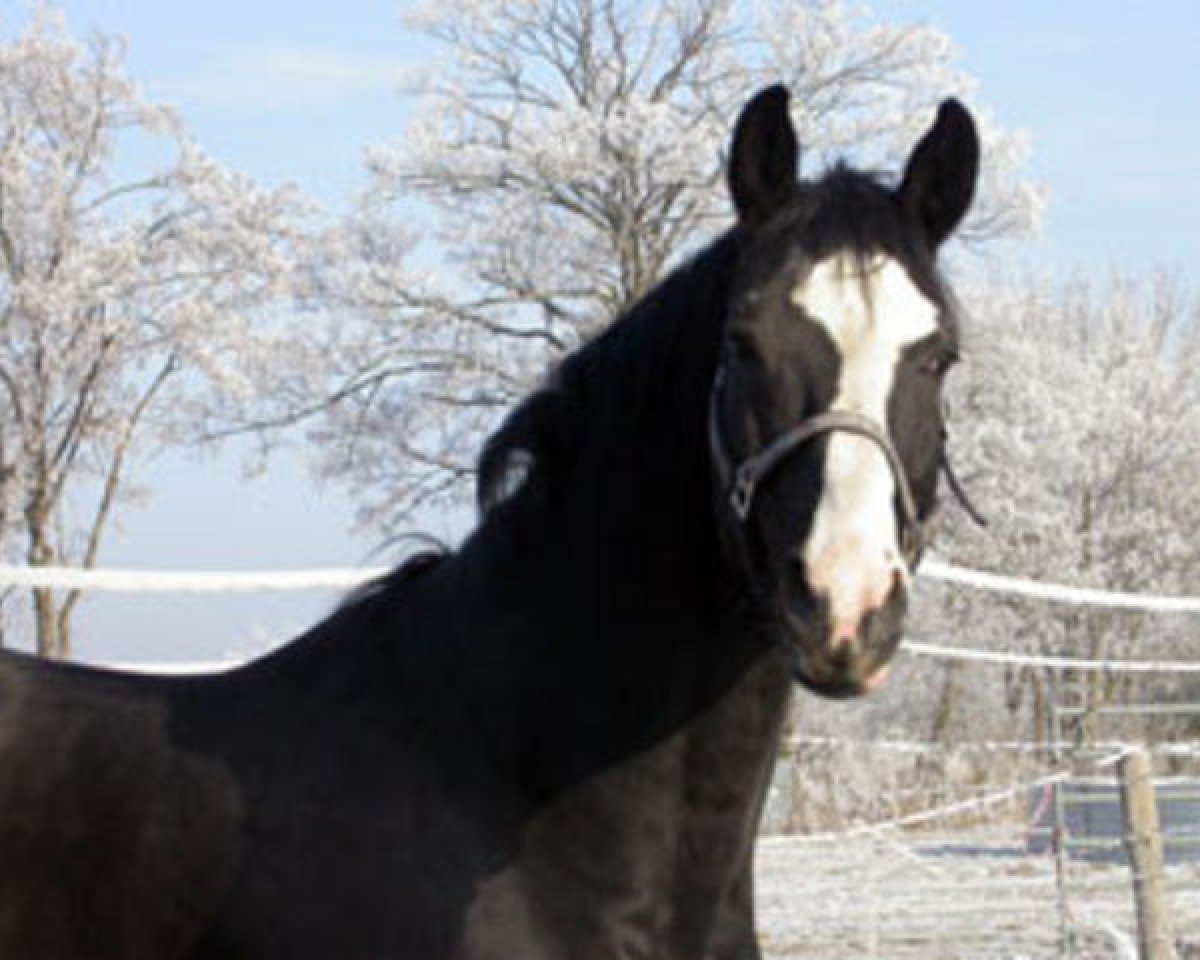 stallion Diderot (Westphalian, 1994, from Dimension)