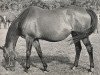 Pferd Mainkür xx (Englisches Vollblut, 1940, von Janus IV xx)