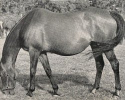 broodmare Mainkür xx (Thoroughbred, 1940, from Janus IV xx)