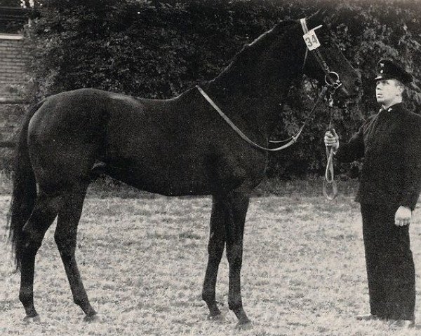 stallion Makuba xx (Thoroughbred, 1956, from Goody xx)