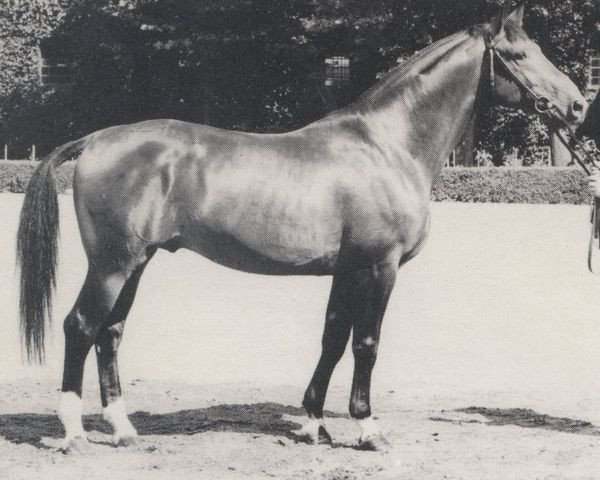stallion Achat (Hanoverian, 1968, from Abdulla 4026)