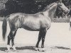 stallion Achat (Hanoverian, 1968, from Abdulla 4026)