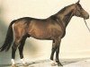 stallion Wunnenstein (Westphalian, 1981, from Wunderlich)