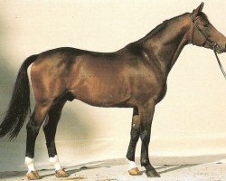 stallion Wunnenstein (Westphalian, 1981, from Wunderlich)