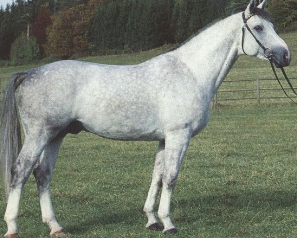 Deckhengst Windstoß (Württemberger, 1985, von Wunnenstein)