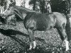 stallion Calin du Manoir (Selle Français, 1968, from Nostradamus)