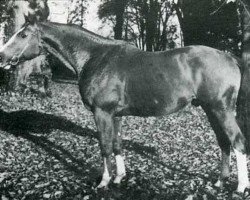 stallion Calin du Manoir (Selle Français, 1968, from Nostradamus)