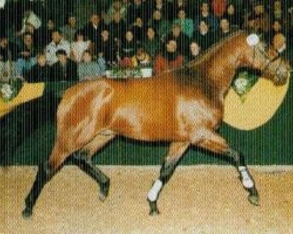 stallion Rapaulo (Württemberger, 1997, from Ratsherr)