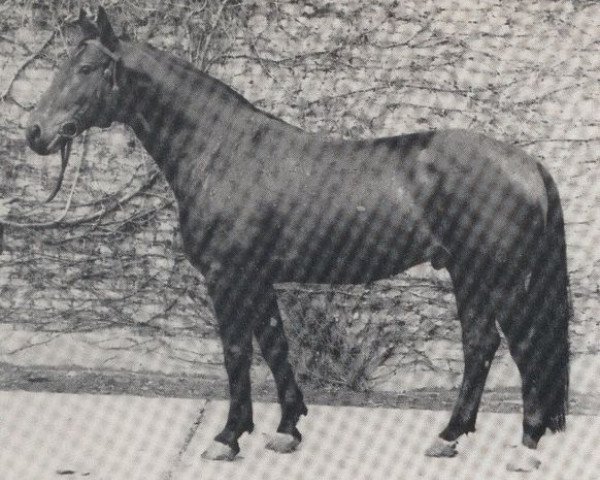 stallion Frühlicht I (Westphalian, 1955, from Frühsport)
