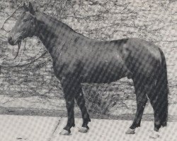 stallion Frühlicht I (Westphalian, 1955, from Frühsport 3327)