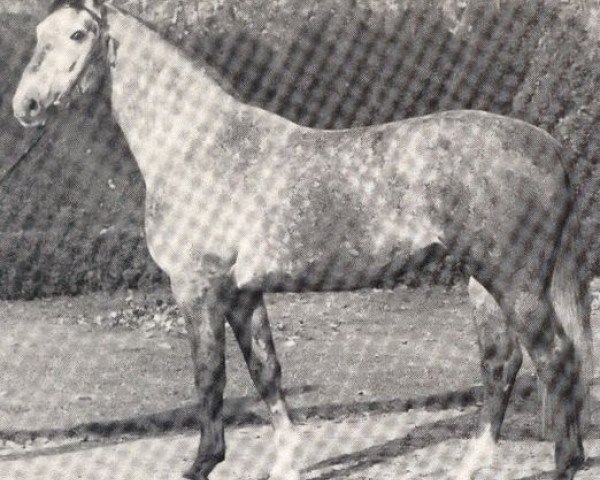 stallion Fröhlich 1707 (Westphalian, 1964, from Frühlicht I)