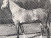 stallion Fröhlich 1707 (Westphalian, 1964, from Frühlicht I)