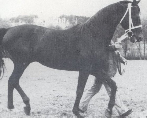 stallion Thiggo xx (Thoroughbred, 1957, from Magnat xx)