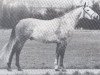 stallion Gottwald (Hanoverian, 1978, from Greenhorn)