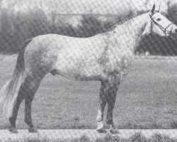 stallion Gottwald (Hanoverian, 1978, from Greenhorn)