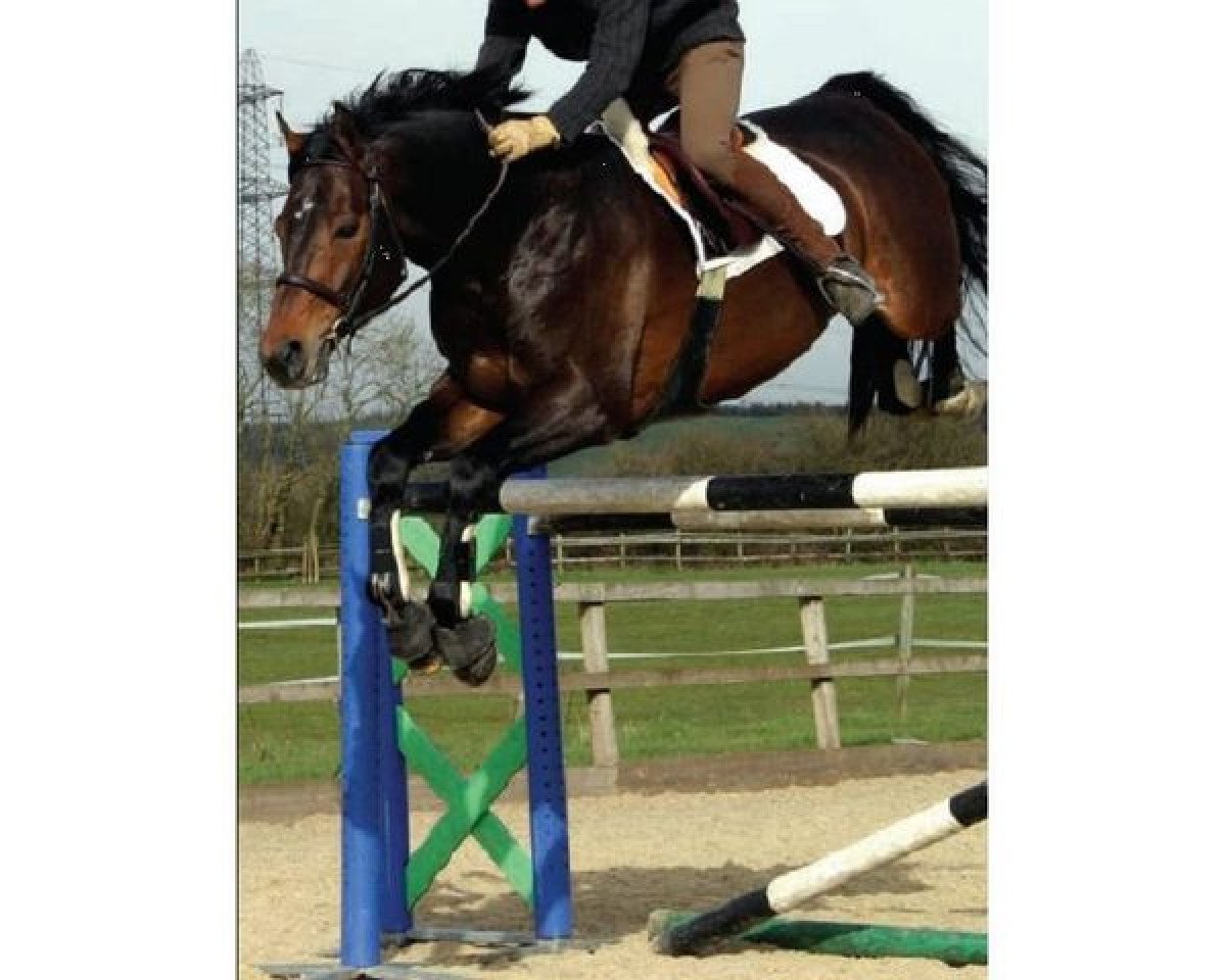 Deckhengst Loxley (Westfale, 1996, von Lancer III)