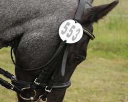 dressage horse Pikatchu 15 (German Riding Pony, 2001, from Pan Tau)