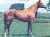horse Blanc Rivage xx (Thoroughbred, 1974, from Riverman xx)