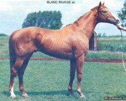 stallion Blanc Rivage xx (Thoroughbred, 1974, from Riverman xx)