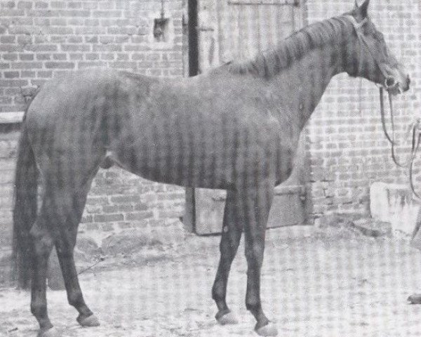 stallion Felipe xx (Thoroughbred, 1960, from Magnat xx)