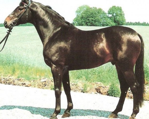 stallion Lightning Star (Württemberger, 1985, from Lincoln)