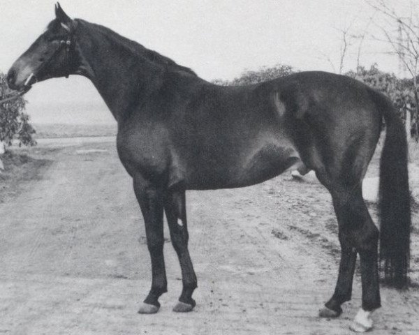 stallion Kompass (Trakehner, 1960, from Boris)