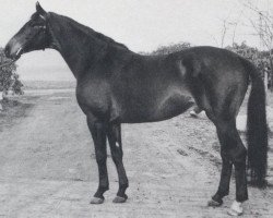 Deckhengst Kompass (Trakehner, 1960, von Boris)