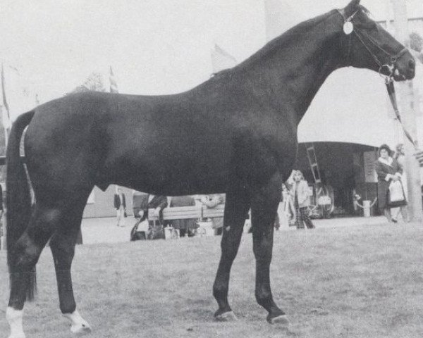 stallion King (Oldenburg, 1970, from Kompass)