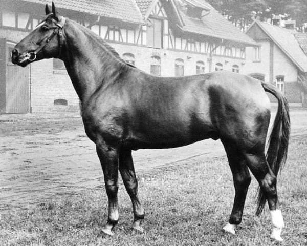 stallion Senator (Hanoverian, 1960, from Sender)