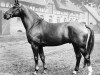 stallion Senator (Hanoverian, 1960, from Sender)